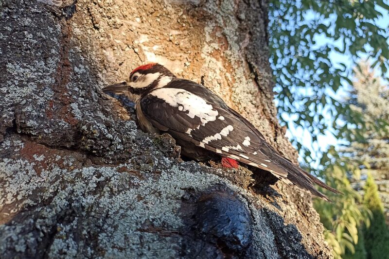 Jak wygląda dzięcioł? Poznaj charakterystyczne cechy dzięcioła