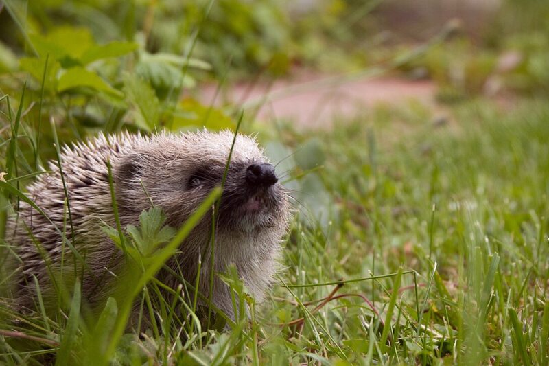 Co jedzą dzikie jeże? Naturalna dieta jeża w środowisku