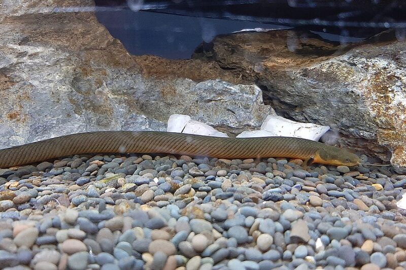 Ryba przypominająca węża: trzciniak