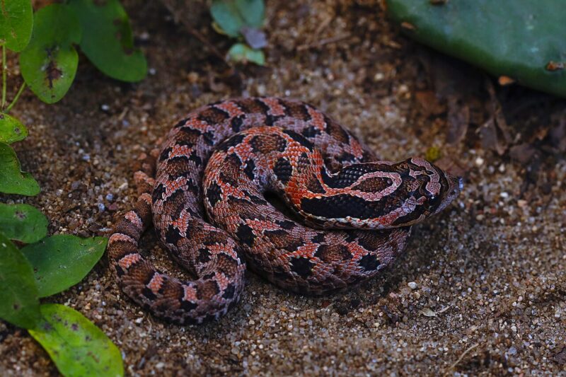 Heterodon: Charakterystyka i zachowanie węża