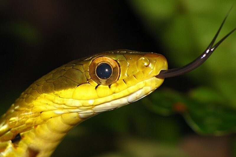 Węże, które mają okrągłe źrenice