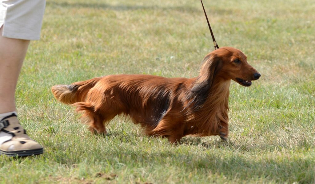 jamnik długowłosy na spacerze