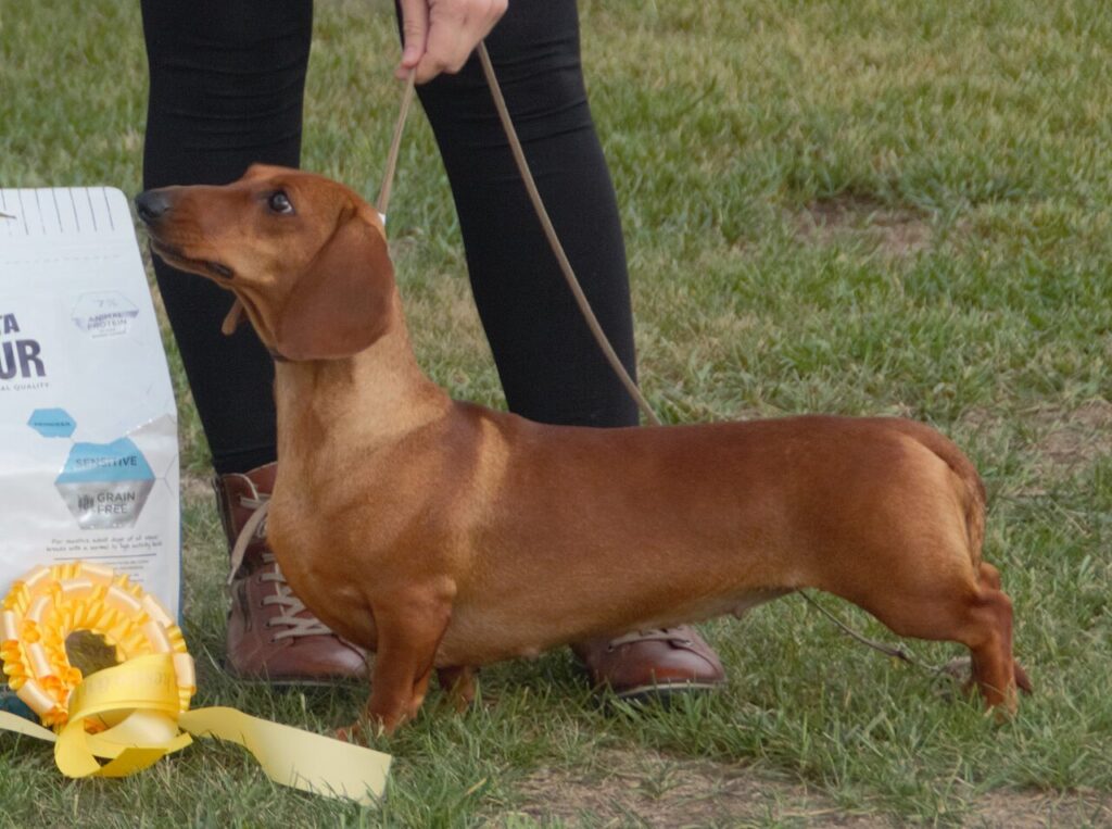 jamnik krótkowłosy na dworze
