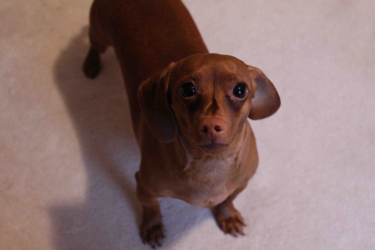 jamnik krótkowłosy