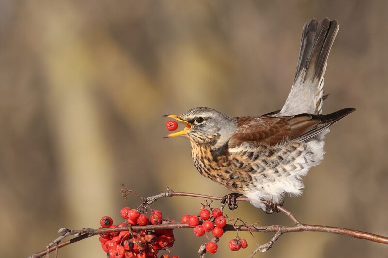 Jakie ptaki jedzą jarzębinę? Lista gatunków