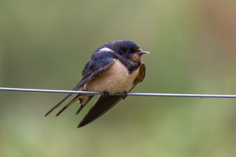 Jakie ptaki zwalczają komary?