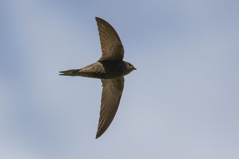 Jak wygląda ptak jerzyk?