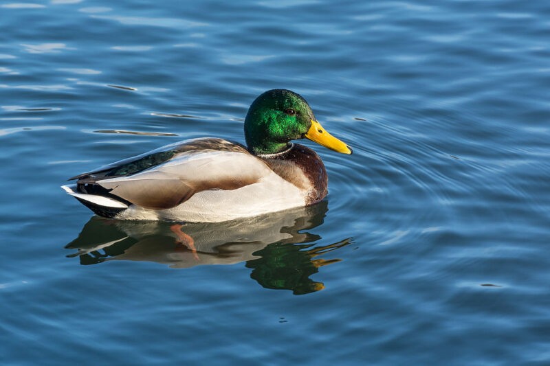 Ptaki, które zjadają ślimaki: Lista gatunków