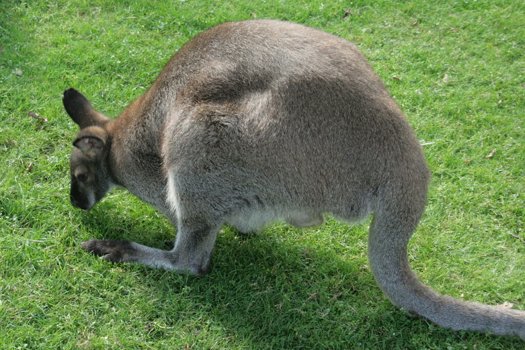 kangur jedzący trawę