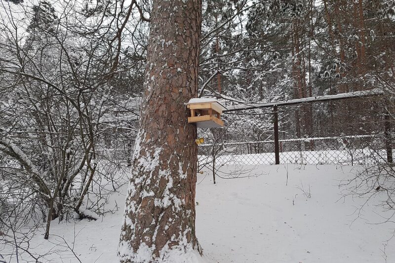 Jak i czym dokarmiać ptaki, aby im nie zaszkodzić?