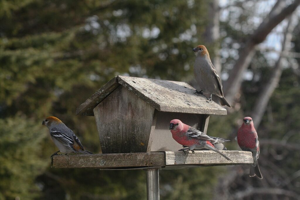karmnik i kilka ptaków