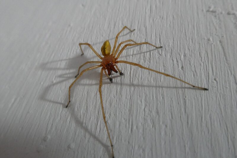Najgroźniejszy pająk w Polsce