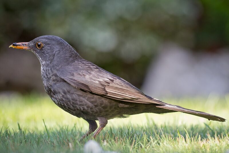 Kos – charakterystyka ptaka