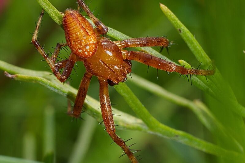 Pomarańczowy pająk w Polsce