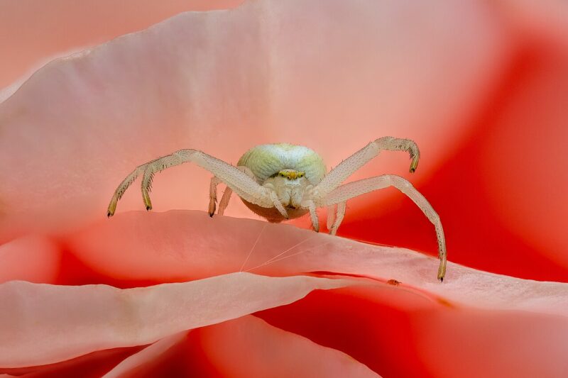 Biały pająk w Polsce
