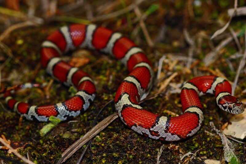 Lancetogłów mleczny – charakterystyka, najważniejsze informacje