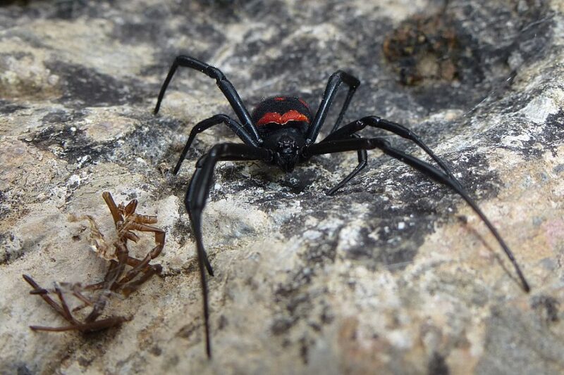 Najbardziej jadowity pająk w Europie