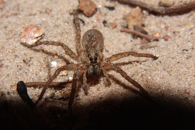 Pająk wilczy – charakterystyka