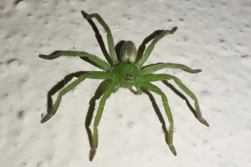 Zielone pająki w Polsce — najważniejsze gatunki