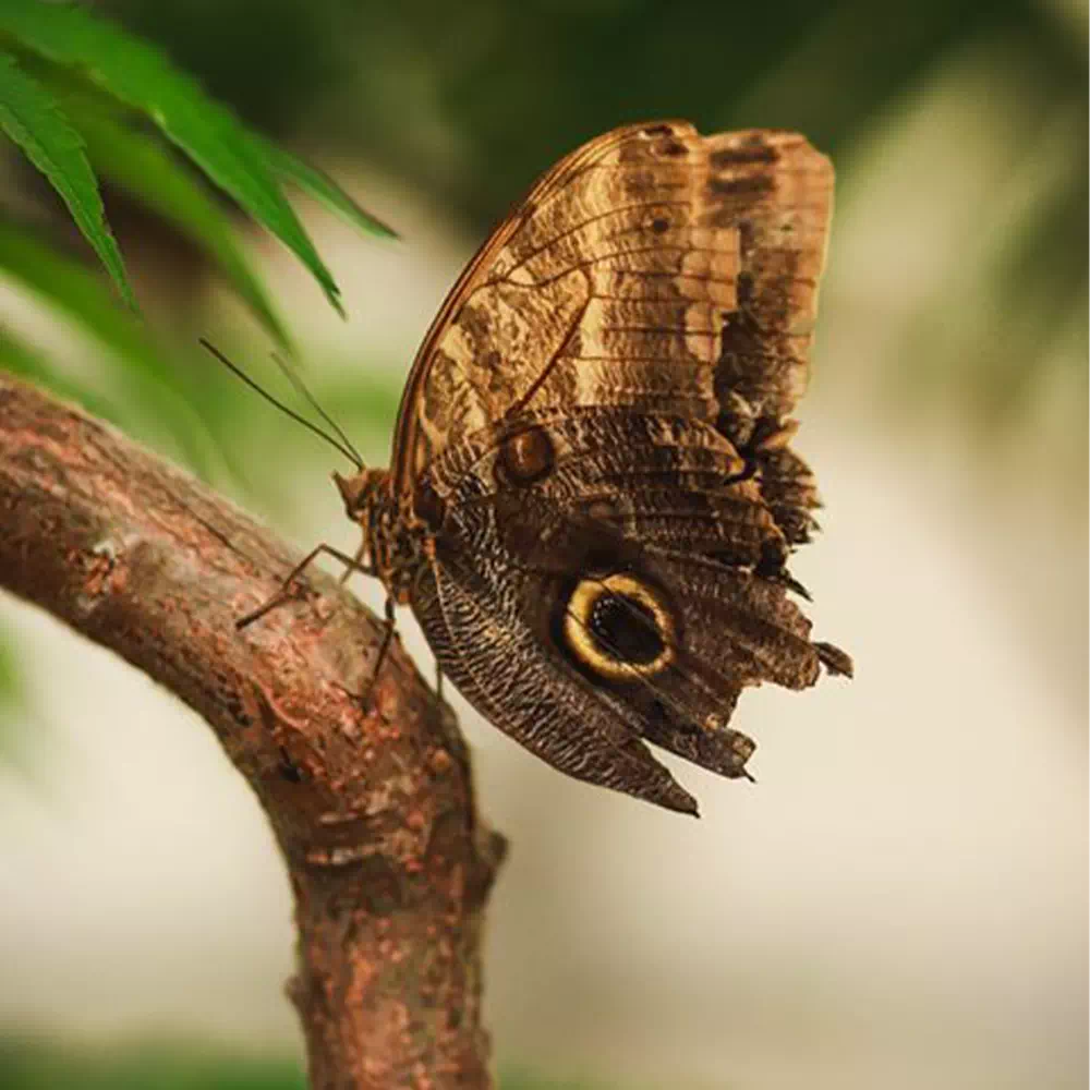 motyl w motylarni hel