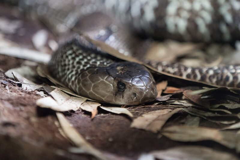 Czym żywi się kobra?