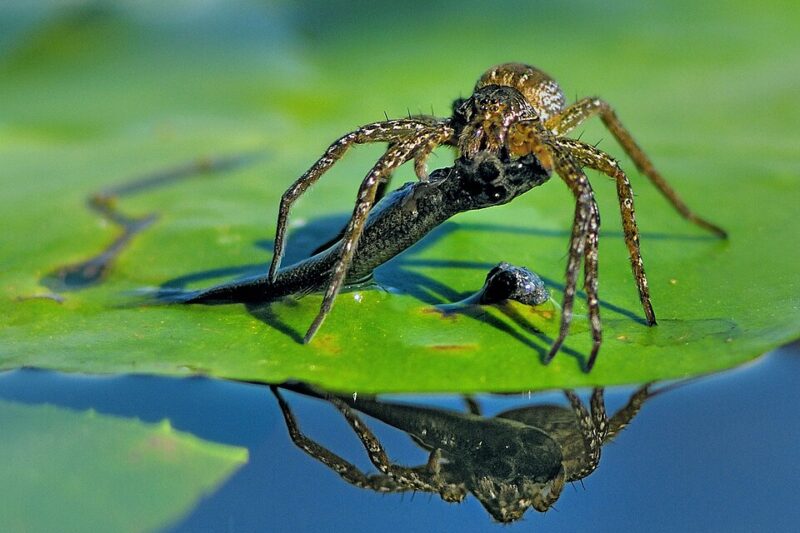 Pająki w jeziorze – najczęściej spotykane gatunki