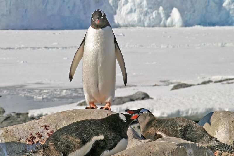 Jakie zwierzęta żyją na Antarktydzie? Lista nie jest długa
