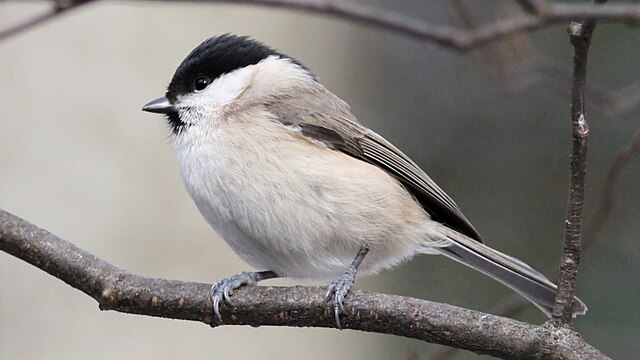 Sikora czarnogłówka