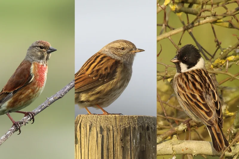 Ptak podobny do wróbla