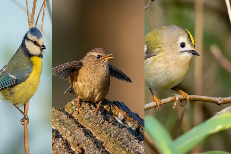 Ptaki mniejsze od wróbla