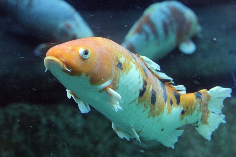 Zwierzęta, które nie mrugają – jak to możliwe?