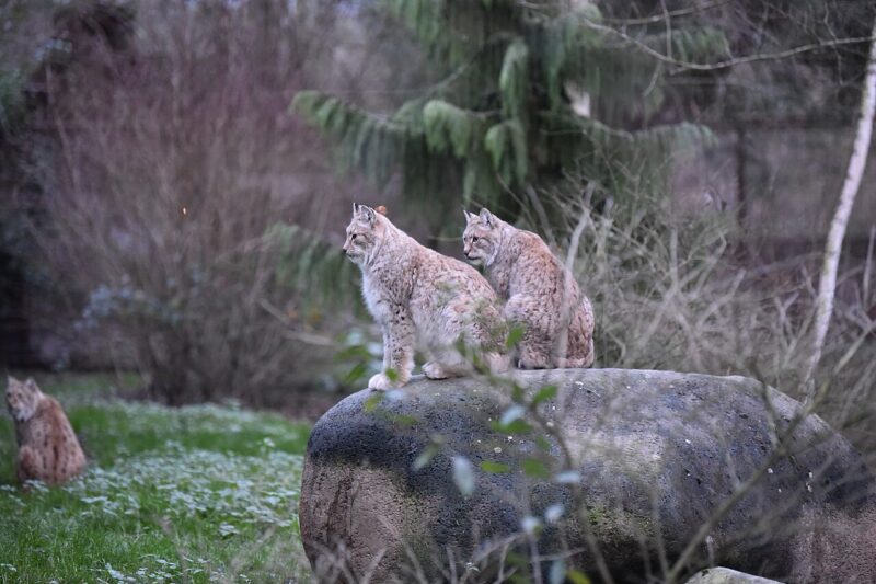 Ryś – największy dziki kot Europy