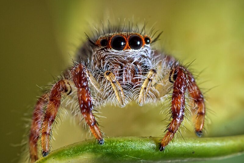 Kiedy obchodzimy Dzień Pająka?