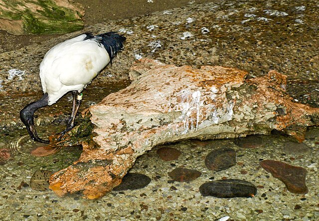 święty ptak z egiptu