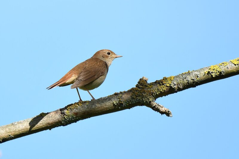 Człowiek, który naśladuje ptasie głosy