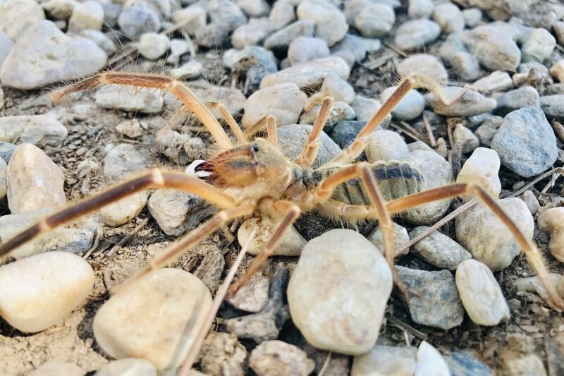 „Pająk wielbłądzi” – solfuga: fakty i występowanie