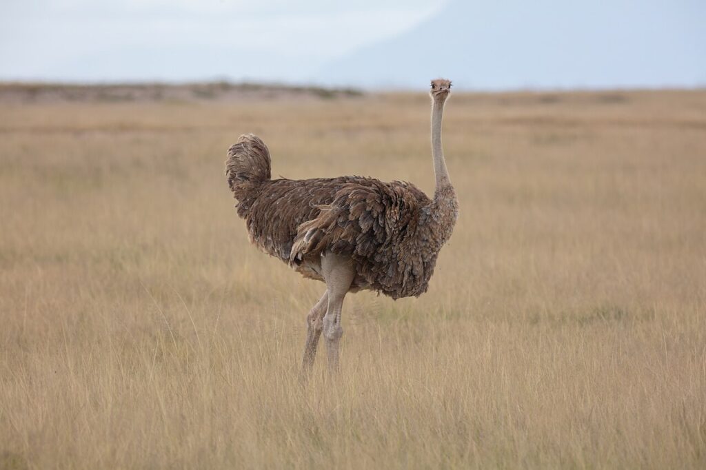 struś afrykański na polu