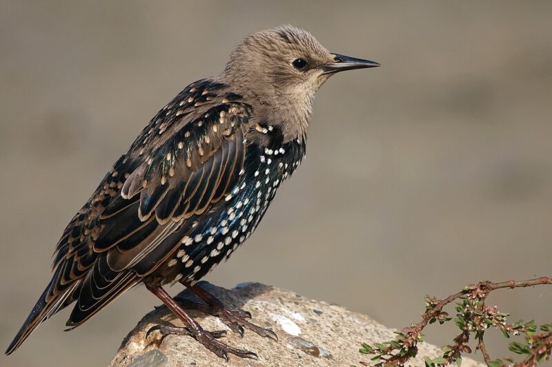 Jak wygląda szpak? Charakterystyka szpaka (Sturnus vulgaris)