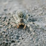 tarantula ukraińska