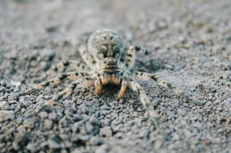 Nowe pająki w Polsce: tarantula ukraińska, kolczak zbrojny i pająk Nosferatu