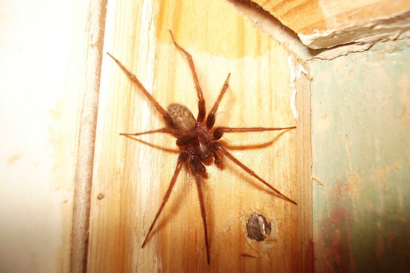 Czarny pająk w Polsce