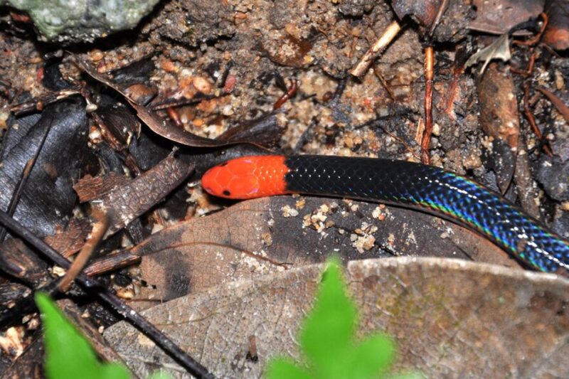 Niebieski wąż – jakie gatunki mają niebieskie ubarwienie?