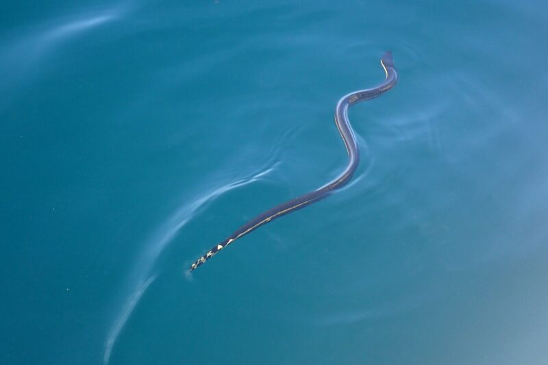 Węże morskie – wyspecjalizowane gady przystosowane do życia w oceanie