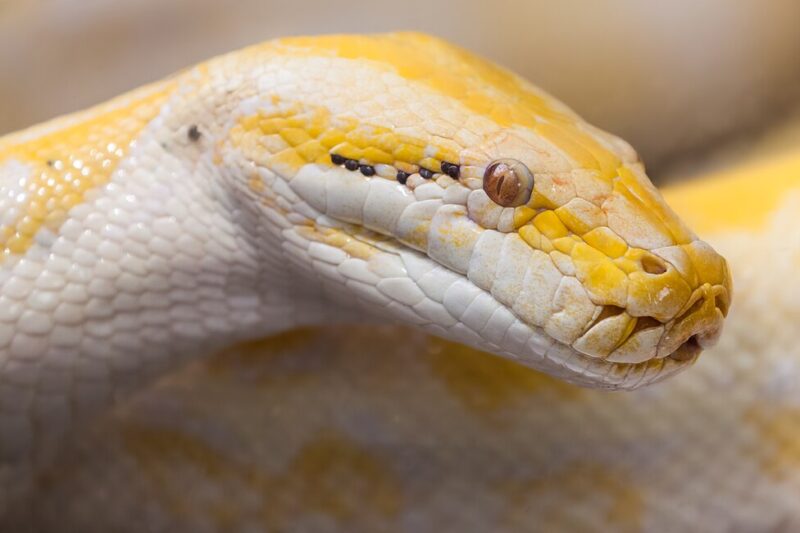 Pyton tygrysi – charakterystyka gatunku