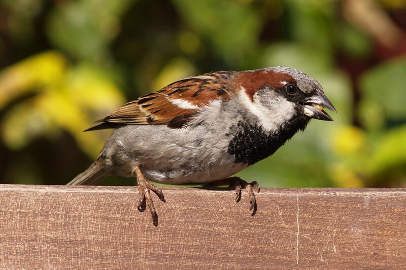 Jak wygląda wróbel? Charakterystyka wróbla domowego