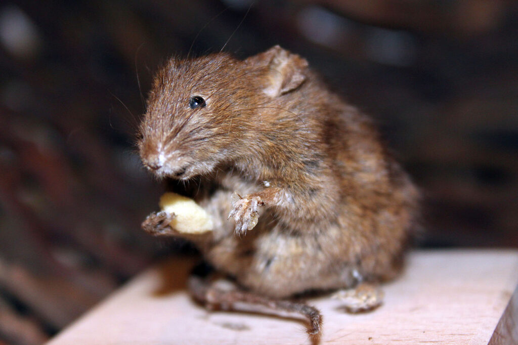 mysz domowa je posiłek