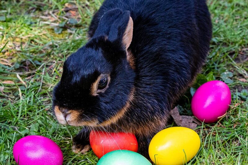 Co symbolizują wielkanocne zwierzęta?