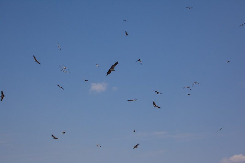 Który ptak lata najwyżej?