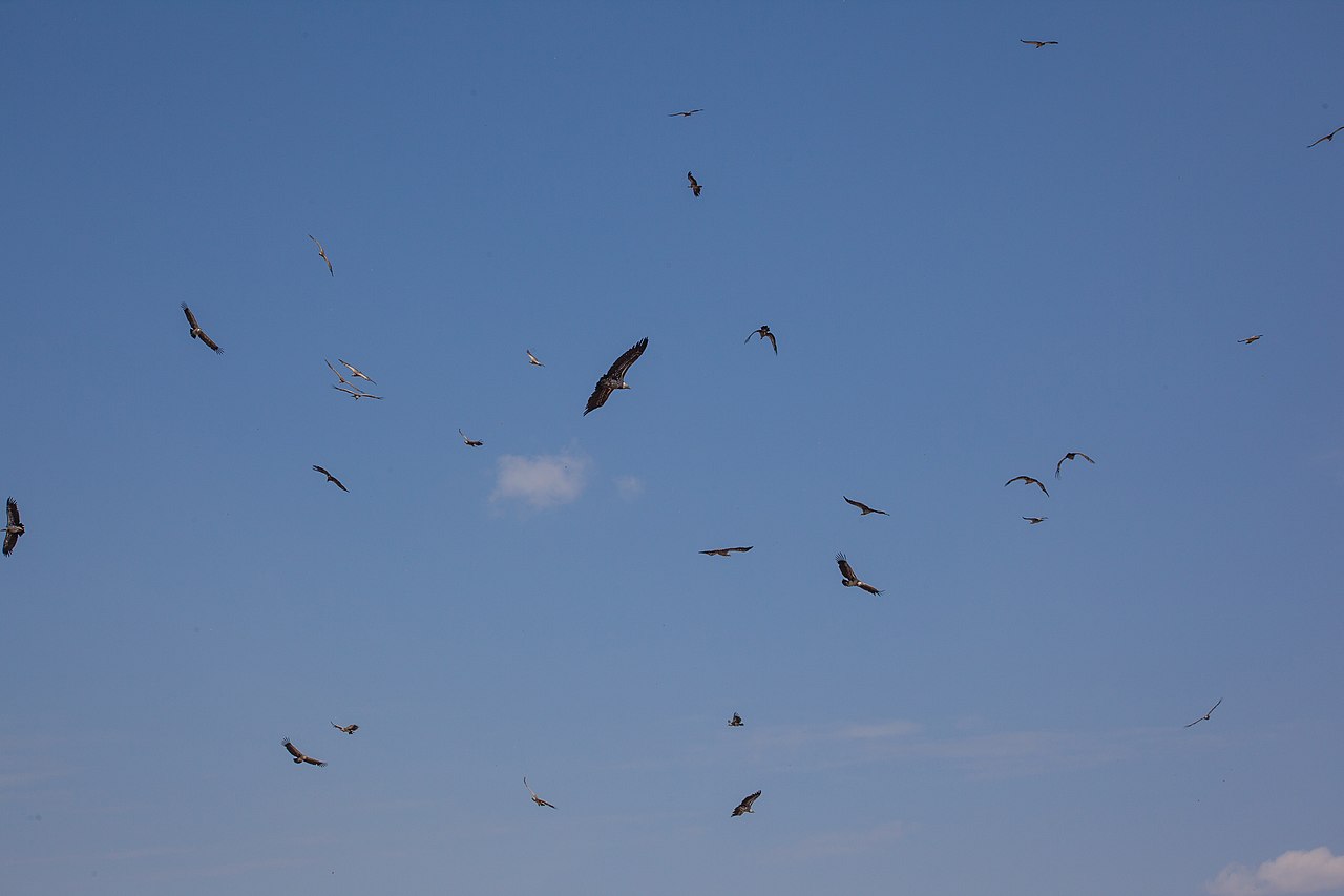 sępy plamiste podczas lotu