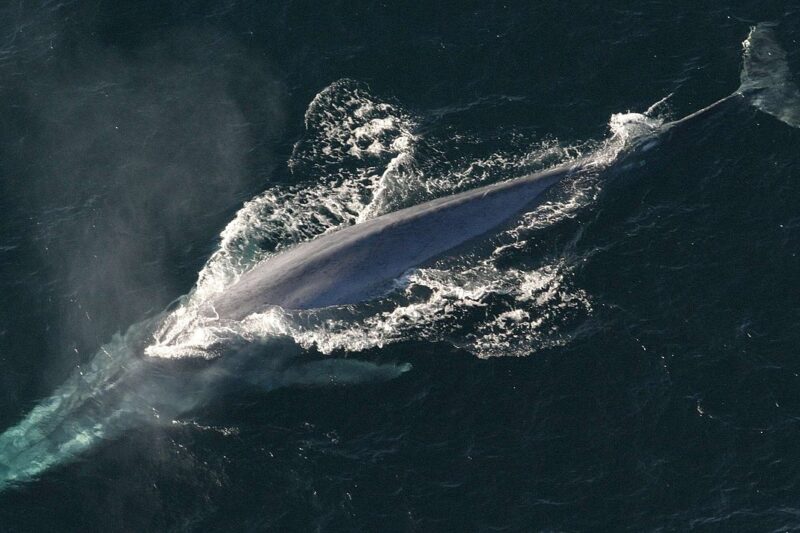 Jak wygląda płetwal błękitny: charakterystyka gatunku